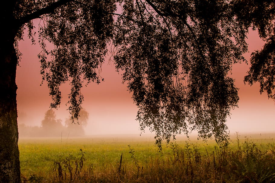 silhouette of leafed tree, dusk, outdoors, sunset, sunrise, sky HD wallpaper
