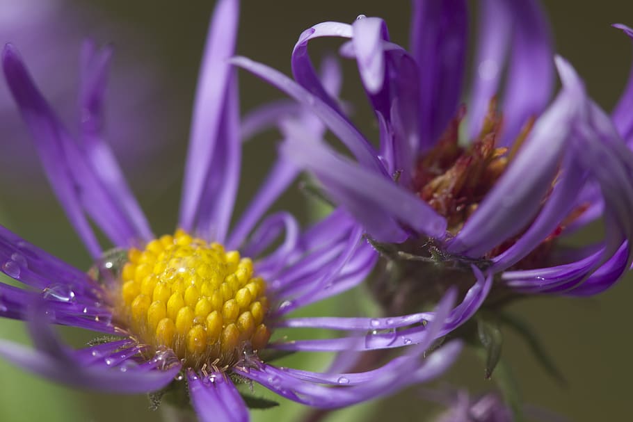 flower, macro, woods, forest, wet, water, colorful, dew, stamen HD wallpaper