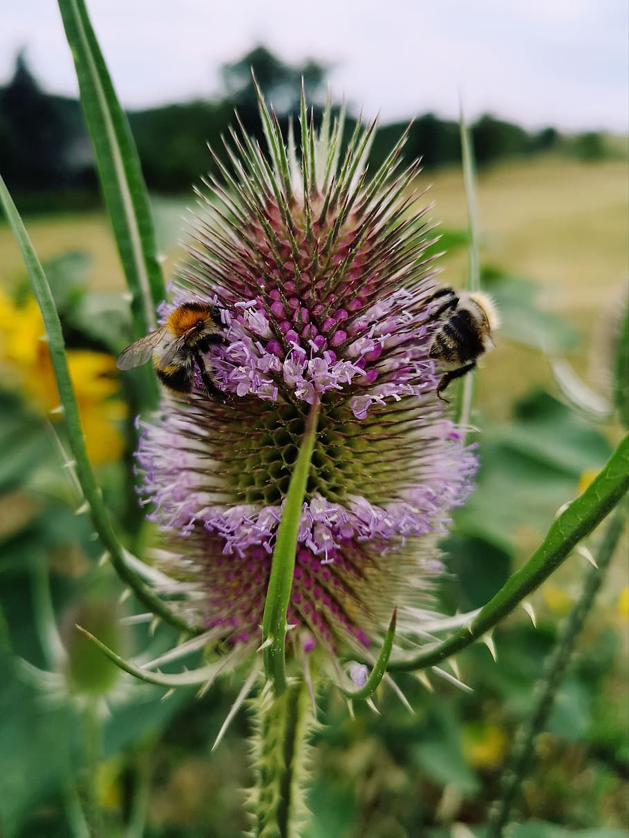 thistle, bee, meadow, summer, insect, nature, pollination, close up HD wallpaper