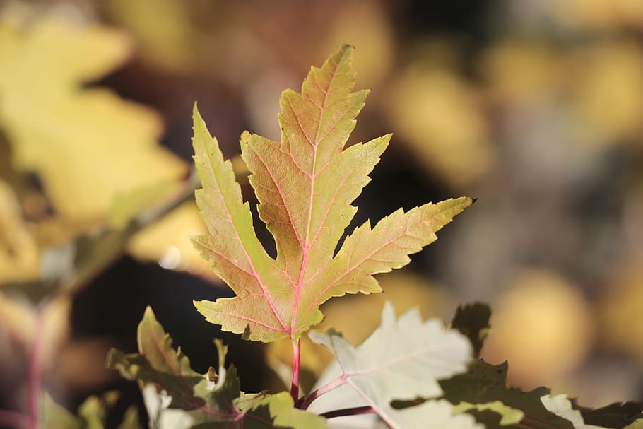 leaf, autumn leaf, fall color, fall leaves, autumn mood, emerge HD wallpaper