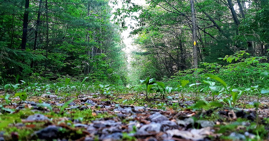 canada, l'assomption, plant, forest, tree, land, growth, beauty in nature HD wallpaper