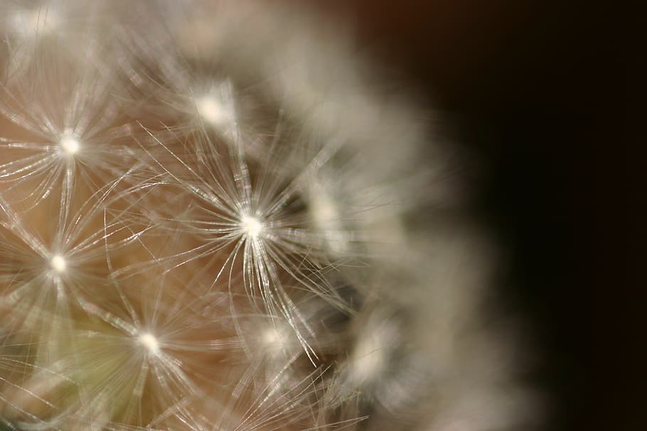 dandelion, macro, flower, vulnerability, fragility, flowering plant HD wallpaper