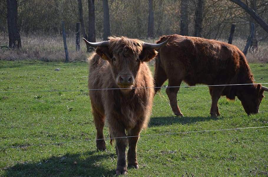 cows, nature, spring, cattle, animals, mammal, domestic, domestic animals HD wallpaper
