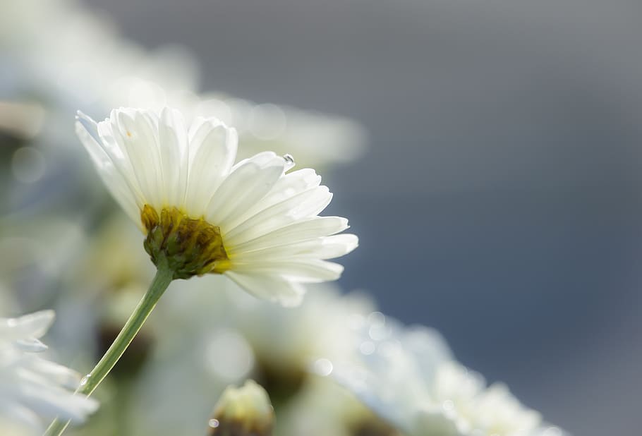 white, flower, daisy, nature, flowering plant, vulnerability HD wallpaper