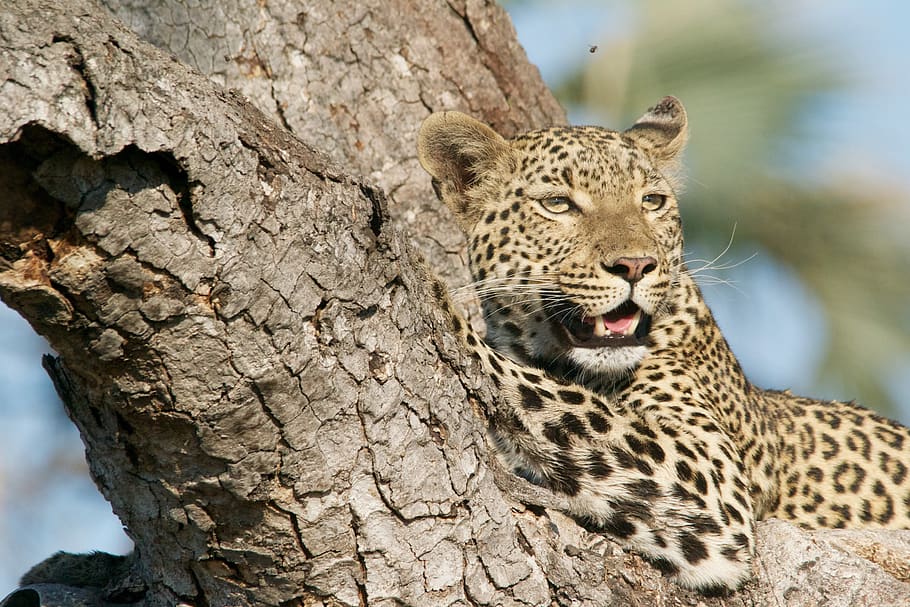 leopard on tree stem, animals in the wild, animal themes, animal wildlife HD wallpaper