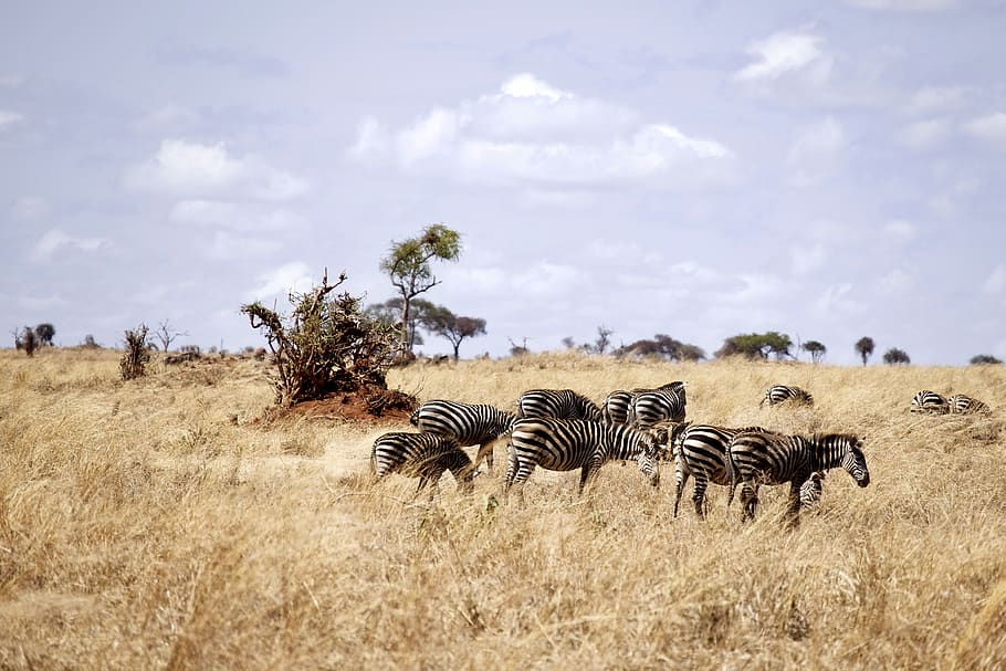 zebras in brown grass field, animal, wildlife, mammal, tanzania, HD wallpaper