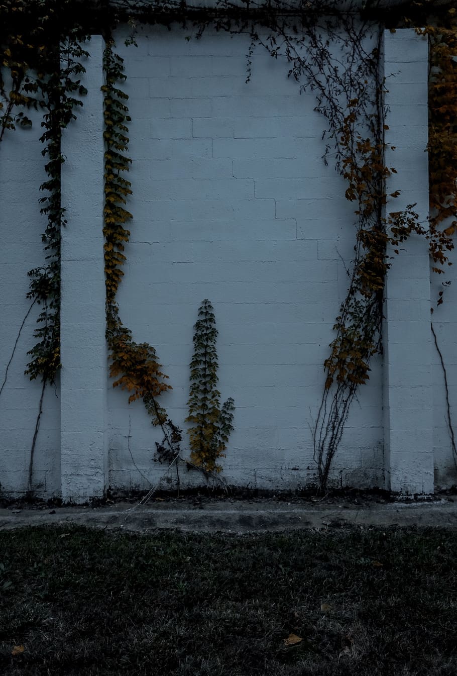 wallpaper, plants, vine, vines, white, life, green, moody, angst HD wallpaper
