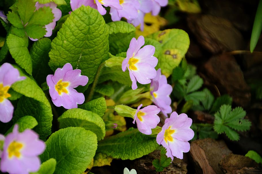 flower, primrose, spring, nature, garden, leaf, botany, decoration HD wallpaper