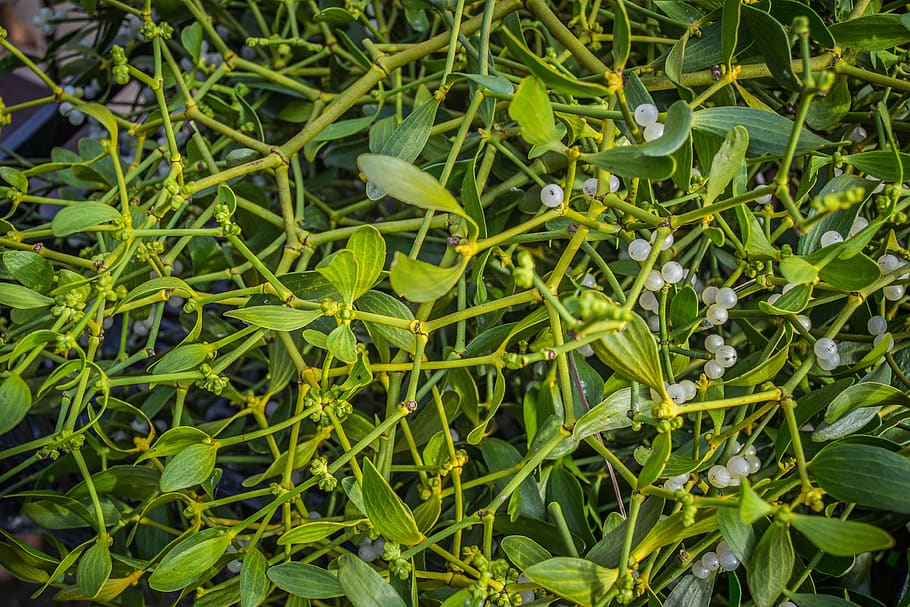 mistletoe, plants, green, parasite, berry, medical, decoration HD wallpaper