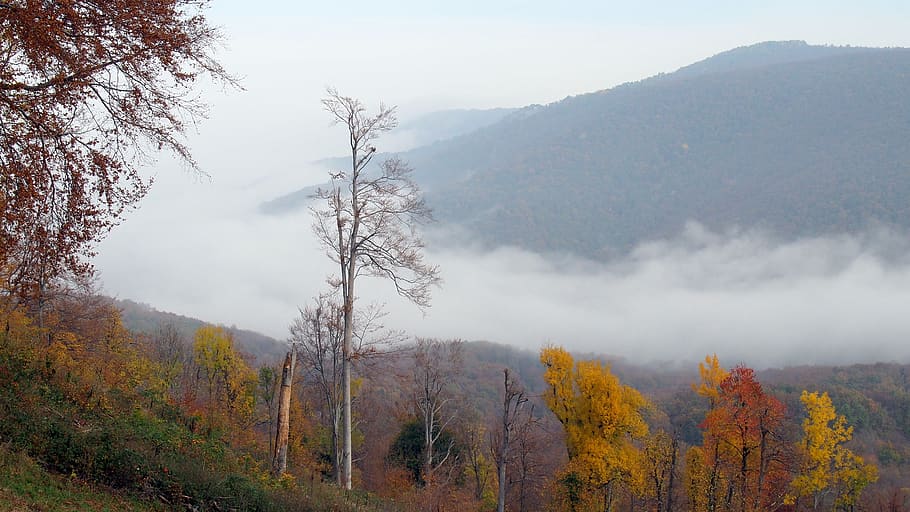 autumn, forest, nature, trees, fog, leaves, landscape, wood HD wallpaper