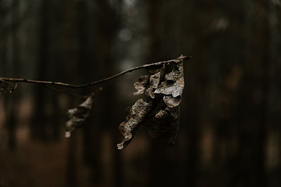 brown withered leaves, invertebrate, insect, animal, nature, tree HD wallpaper