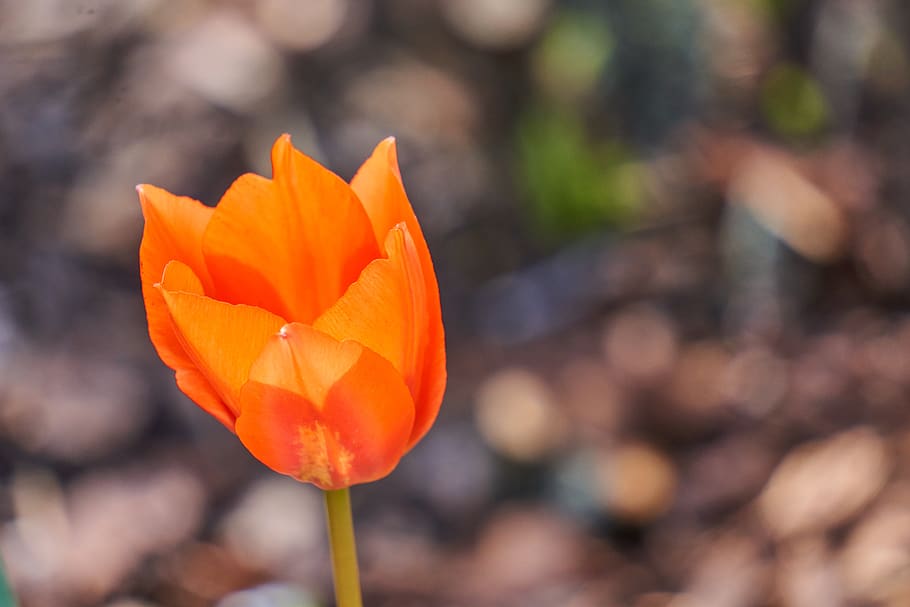 tulip, blossom, bloom, red, white, field, spring, garden, nature HD wallpaper