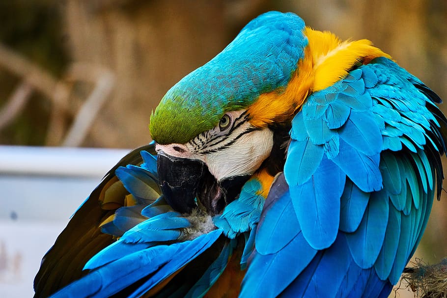 bird, parrot, feather, wing, ara, tropical, exotic, macaw, animal wildlife HD wallpaper