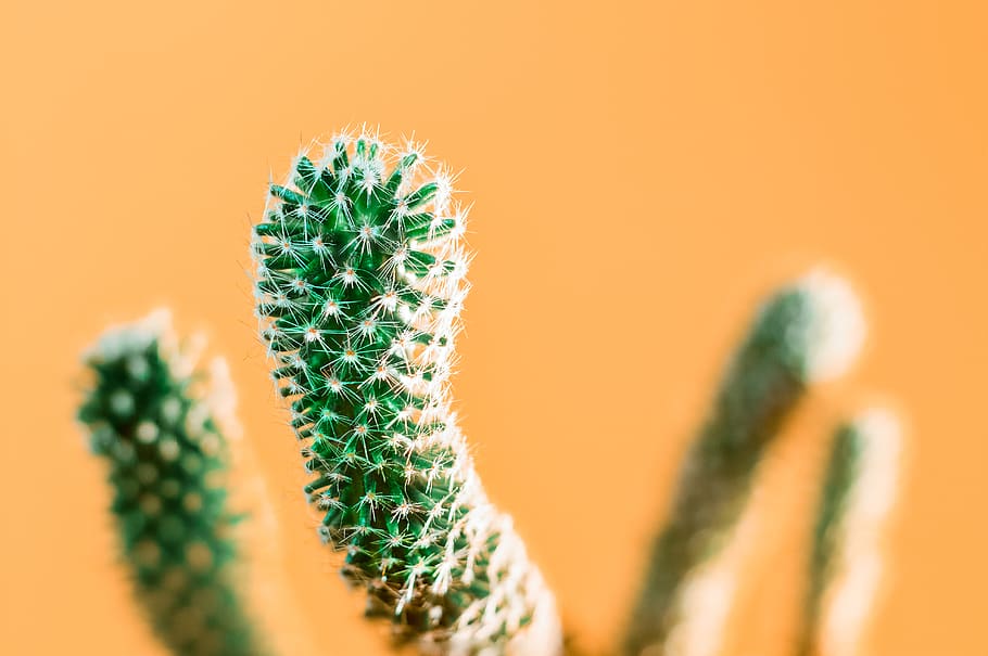 pineapple, fruit, food, Green, Bokeh, Plant, Beautiful, Nature HD wallpaper