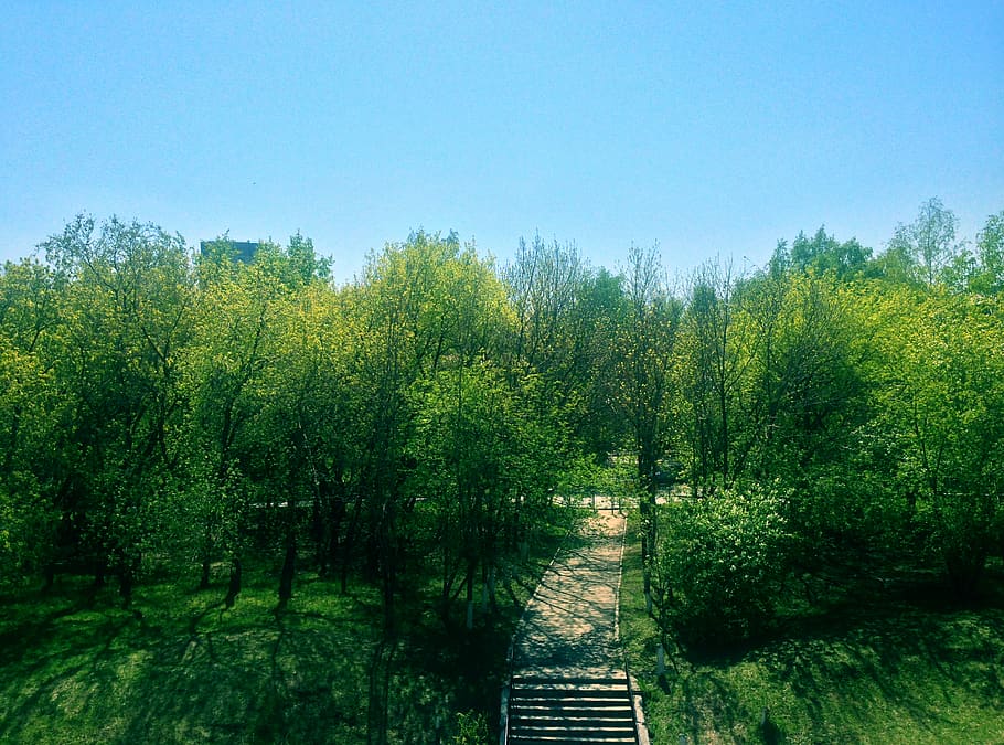 russia, novosibirsk, severnaya ul., tree, sky, green, spring, HD wallpaper