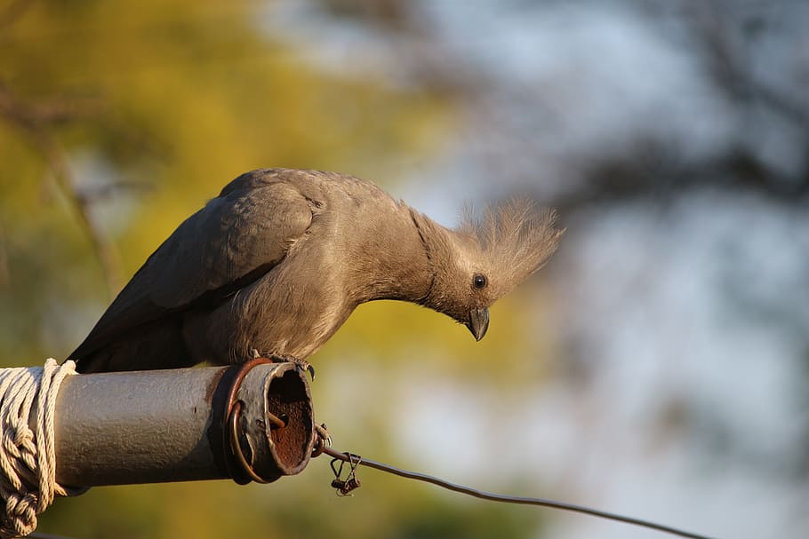 bird, pole, nature, animal themes, vertebrate, one animal, focus on foreground HD wallpaper