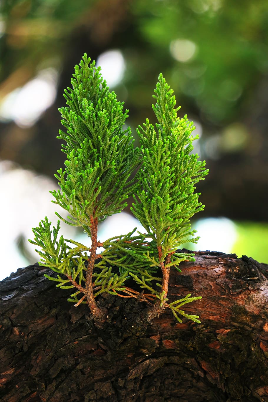 nature, leaf, plant, tree, wood, close-up, outdoor, compact HD wallpaper