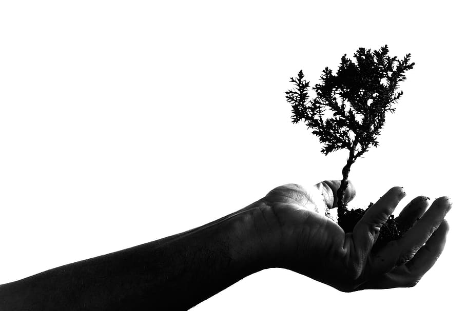 human hand, human body part, one person, tree, copy space, sky HD wallpaper