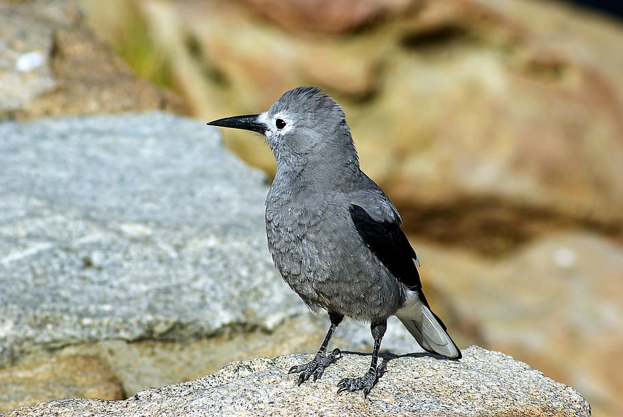 clark's nutcracker in colorado, bird, nature, perched, wall HD wallpaper