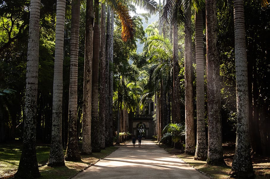 two people on pathway between coconut trees, plant, the way forward HD wallpaper