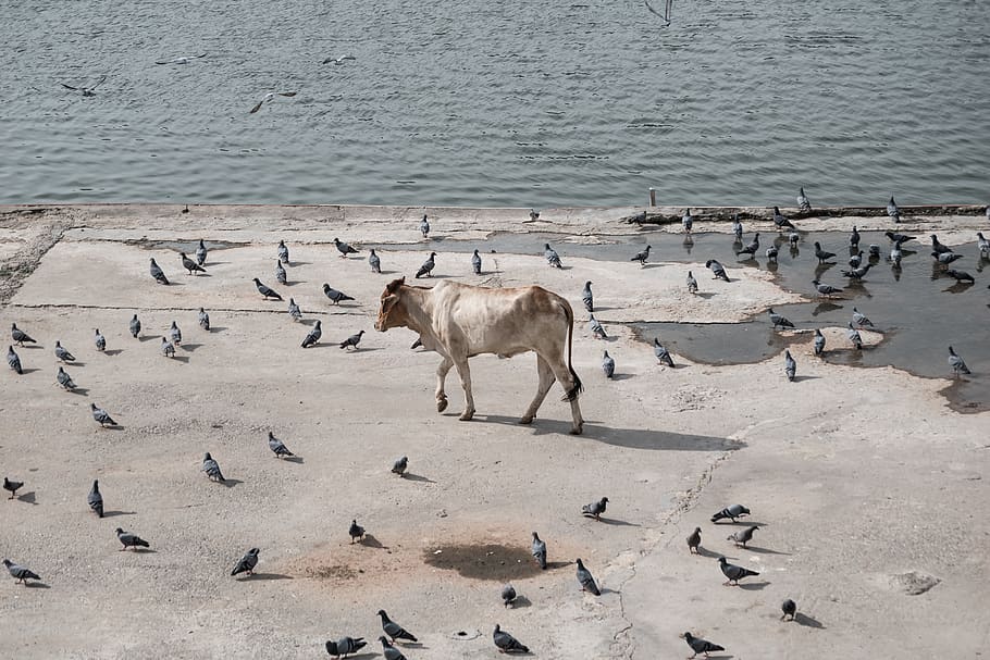 india, pushkar, pushkar lake, indian, pigeons, outdoor, travel HD wallpaper