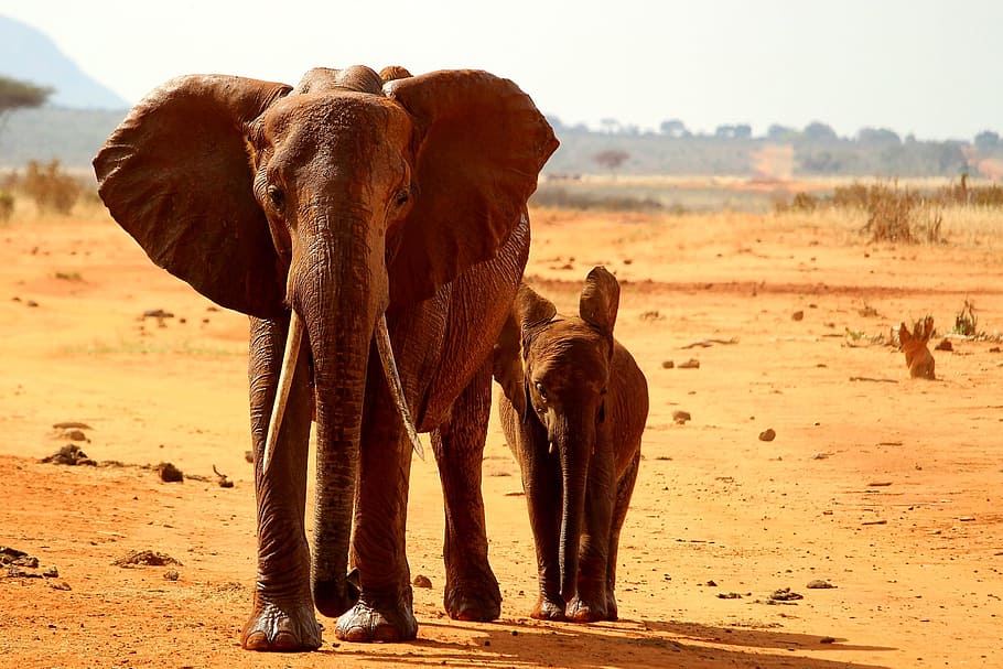 Elephants in Africa, animals, safari, mammal, animal themes, land HD wallpaper