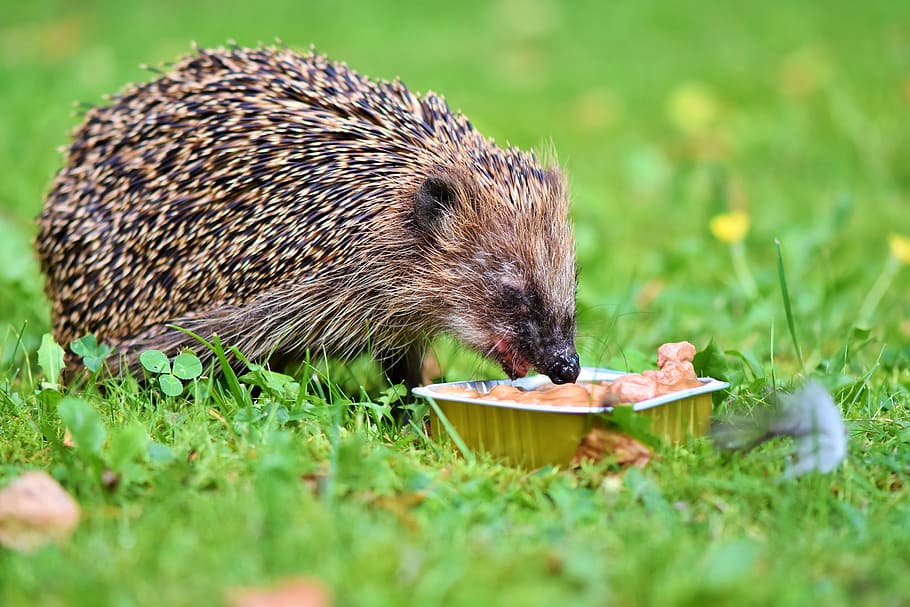 hedgehog, spur, hannah, foraging, nocturnal, cute, animal, prickly HD wallpaper