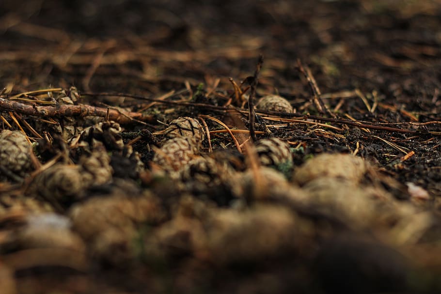 forest, ground, earth, brown, nature, branches, pine cone, cones HD wallpaper