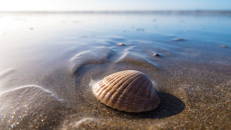 shell, seaside, seashore, beach, seashell, water, animal wildlife HD wallpaper