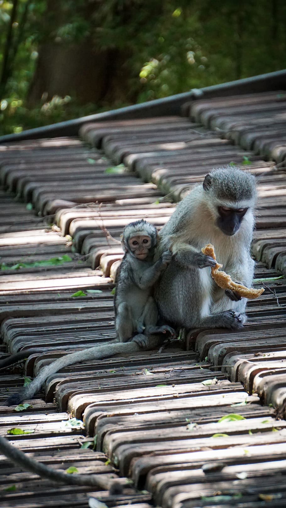 monkey standing on bricks, animal, mammal, wildlife, baboon, railing HD wallpaper