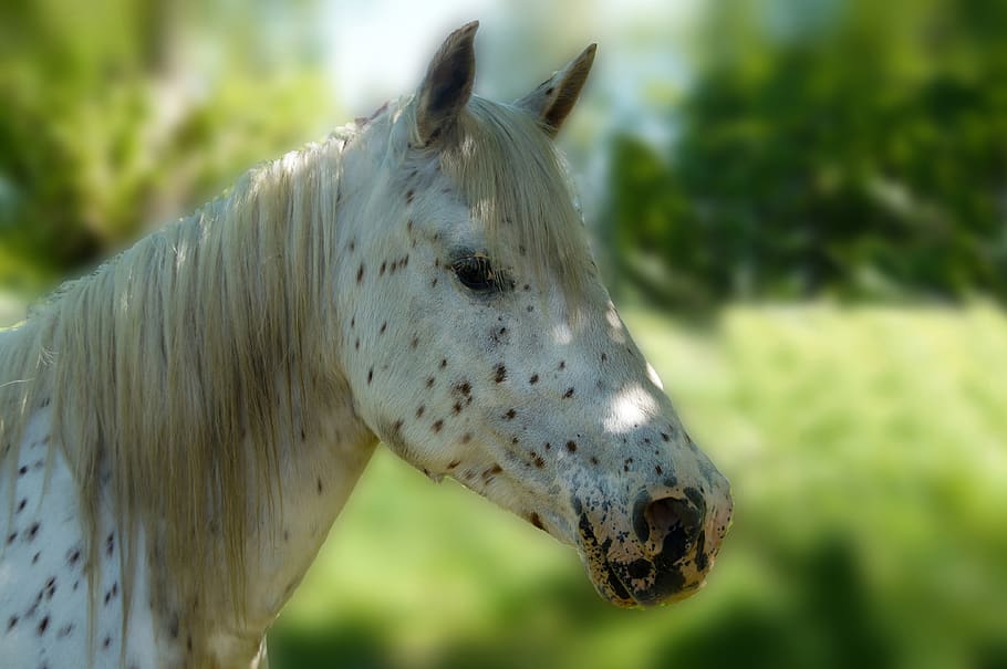 horse, white, brown points, knapstrupper, head, ride, homestead HD wallpaper