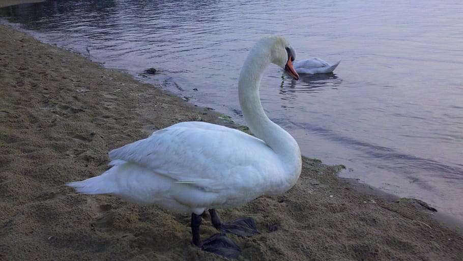 goose, beach, river, animal themes, bird, water, animals in the wild HD wallpaper