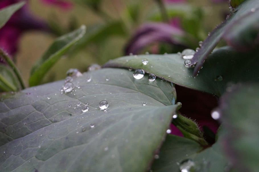 The plant wet. Роса на растениях.