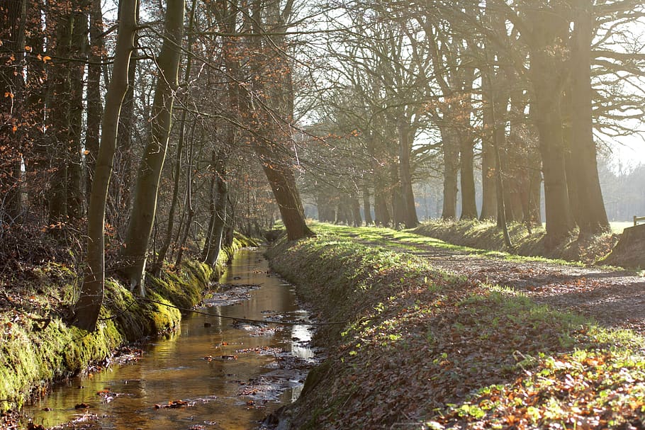 staverden, creek, winter, forest, tree, plant, land, tranquility HD wallpaper