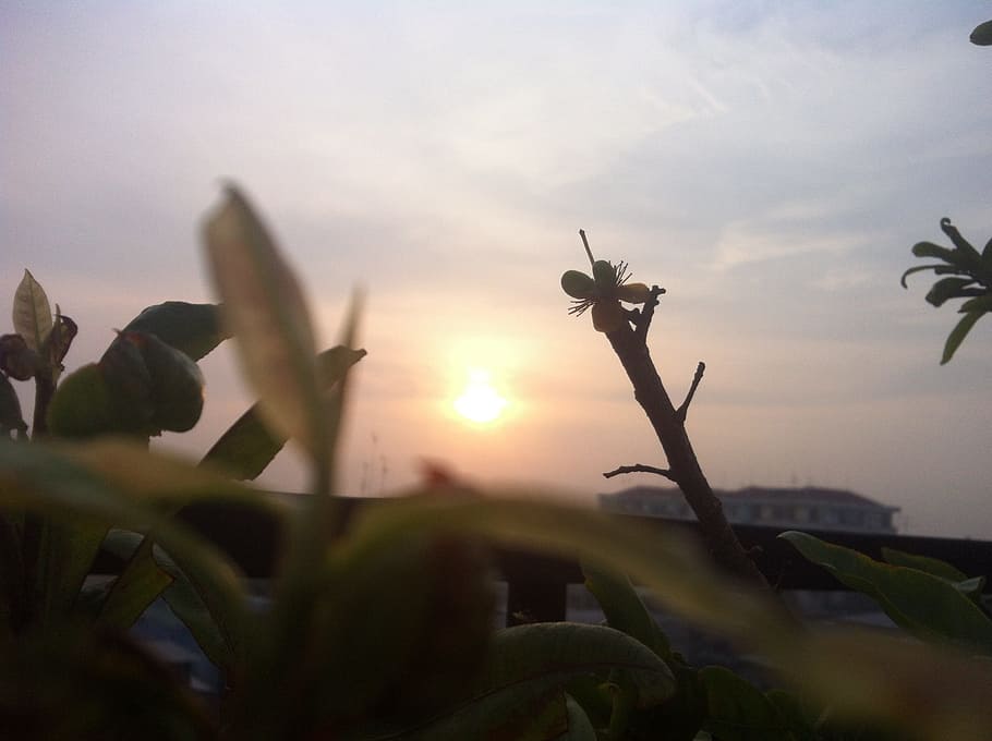 tree, nature, branch, plant, sky, sunset, sunlight, morning HD wallpaper