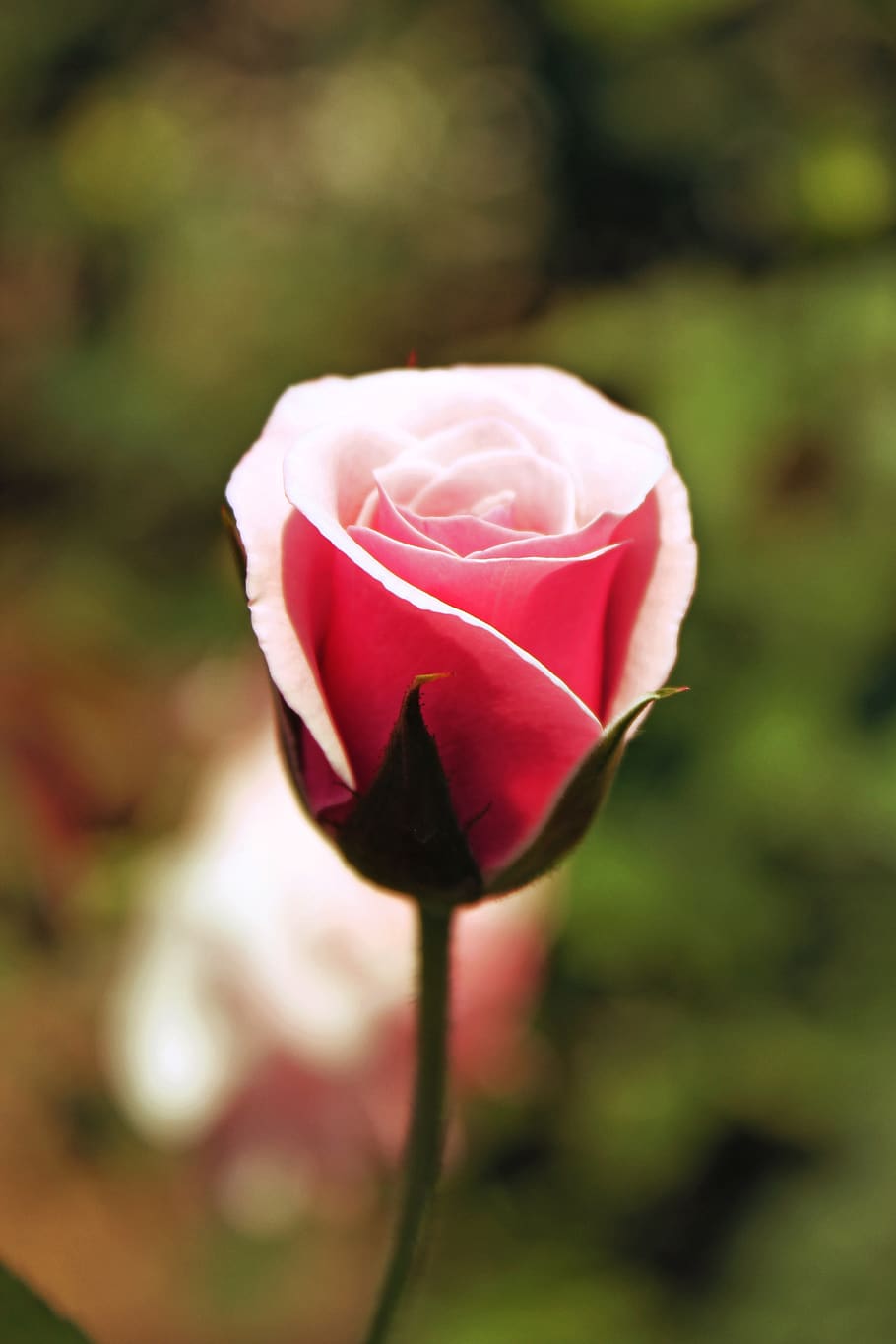 pink rose, flower, flowering plant, beauty in nature, freshness HD wallpaper