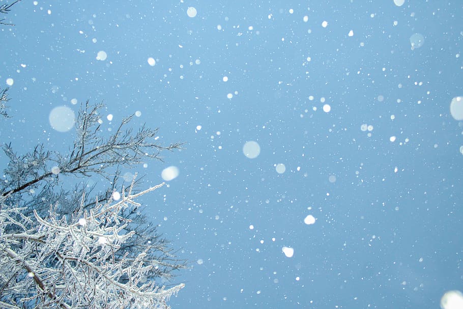trees and snowdrop, winter, cold temperature, snowing, frozen HD wallpaper
