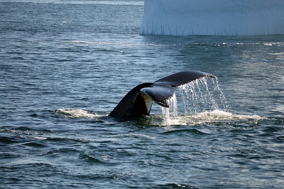 antarctica, whale, tail, landscape, cold, ocean, sea, tourist HD wallpaper