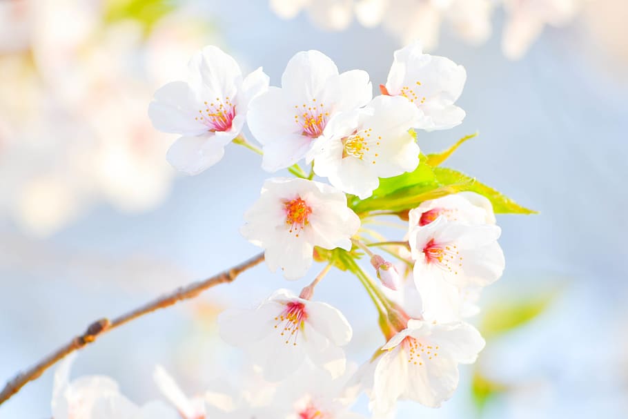toronto, canada, high park-swansea, blossom, flower, spring, HD wallpaper