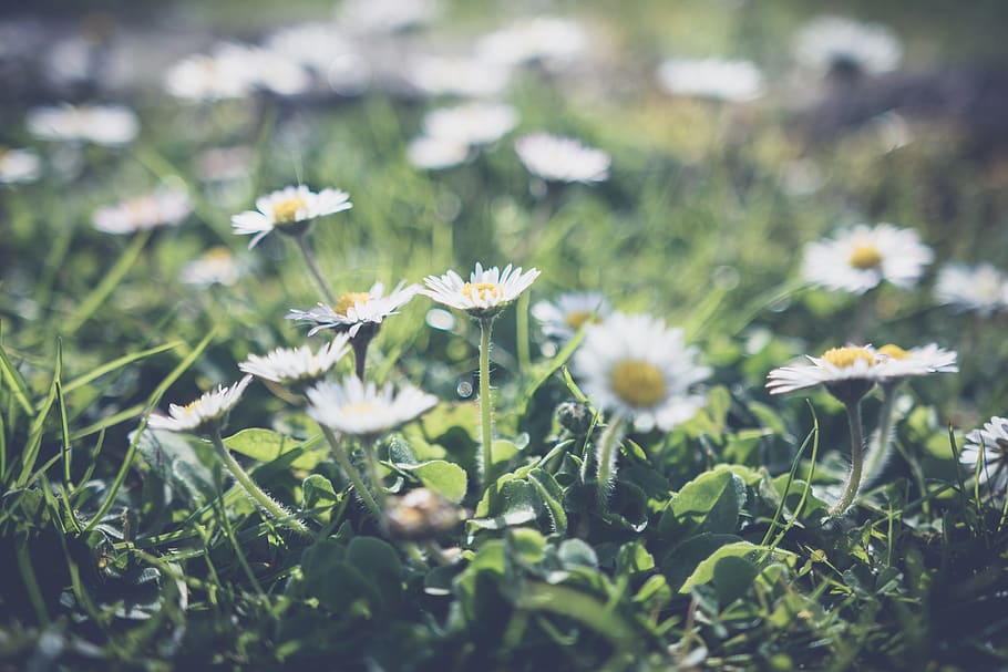daisy, daises, flower, garden, sun, grass, flowering plant HD wallpaper