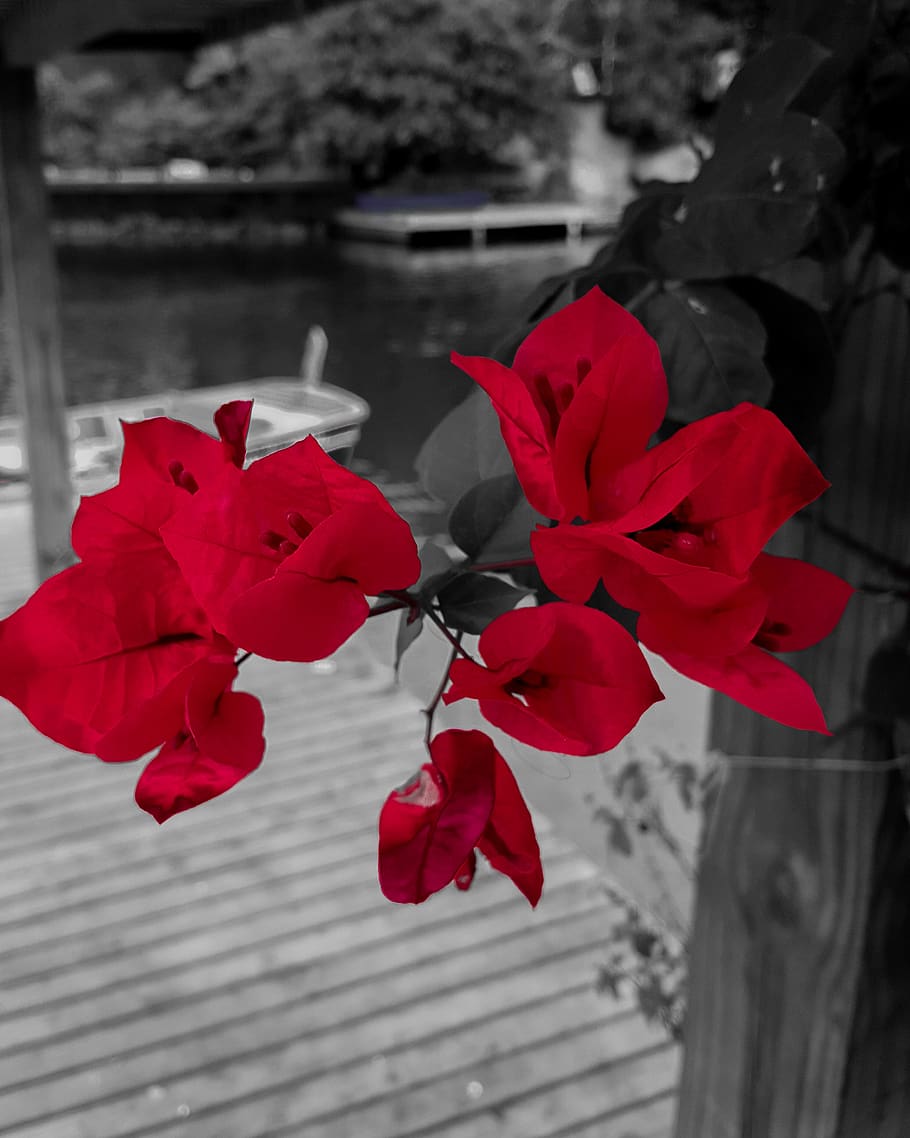flower, red, flowering plant, fragility, vulnerability, beauty in nature HD wallpaper