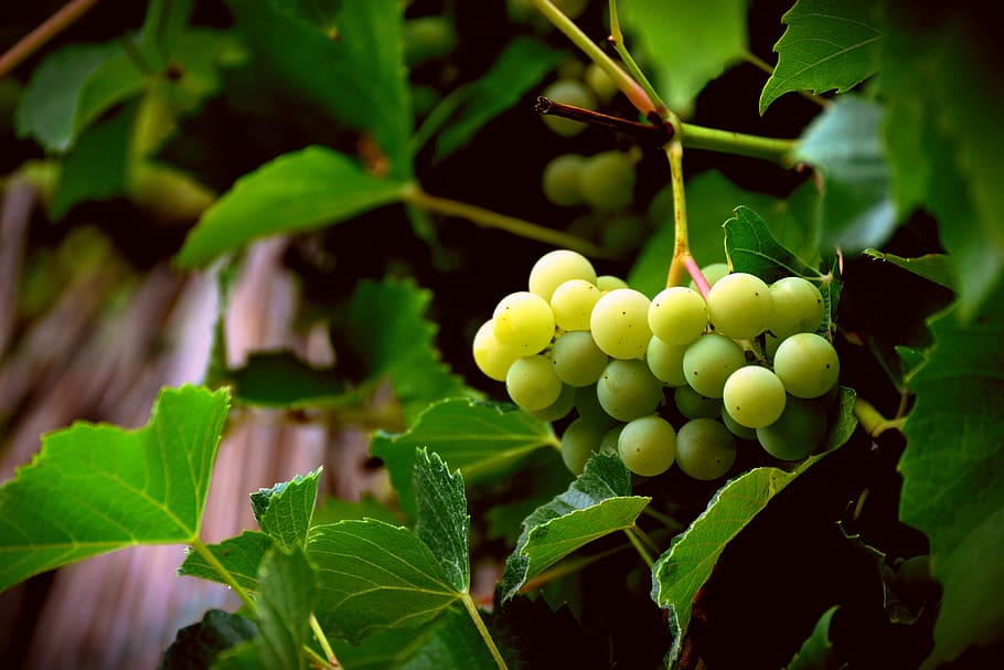 grapes, bright grape, grapevine, fruit, winegrowing, fruits HD wallpaper