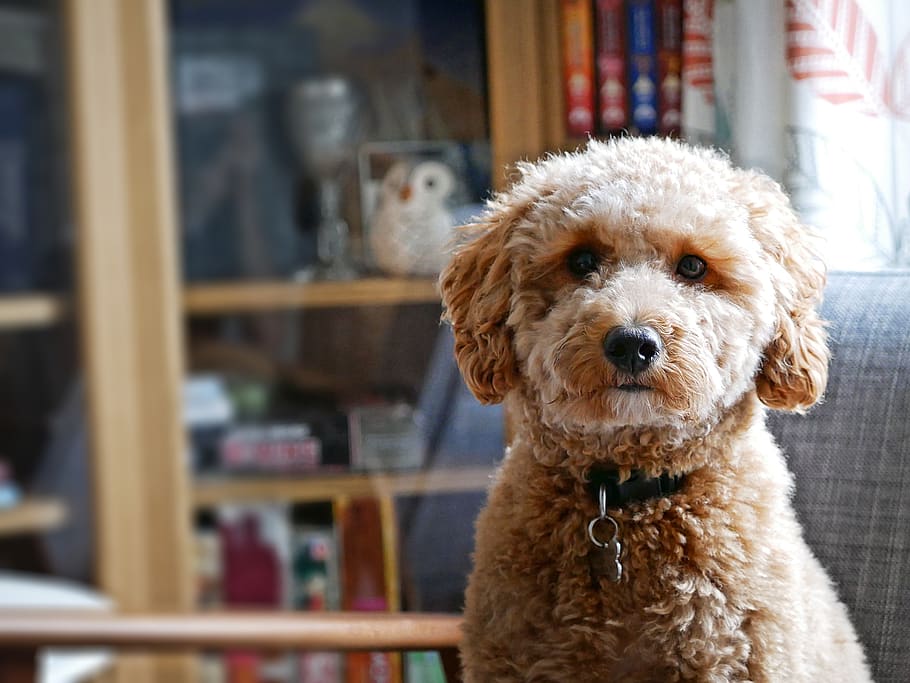 united kingdom, cheshire, canine, dog, domestic, pets, domestic animals HD wallpaper