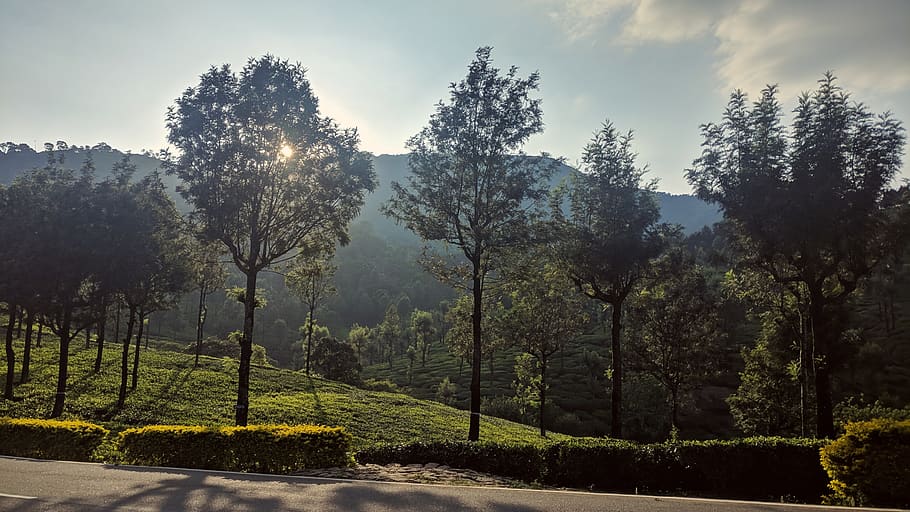 trees, forest, sunshine, light, landscape, plant, growth, beauty in nature HD wallpaper