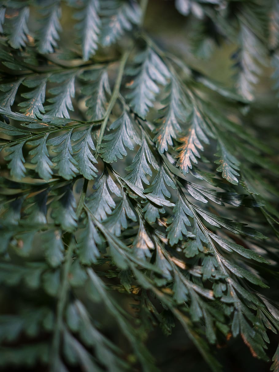 green plant, tree, fir, abies, conifer, fruit, food, pineapple HD wallpaper