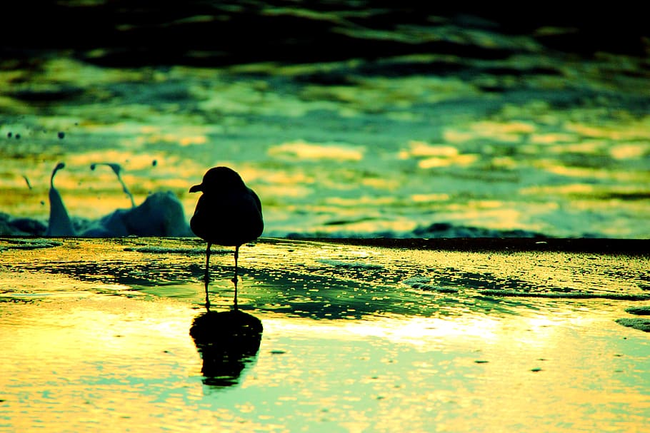 seagull, bird, beach, ocean, shadow, feather, marine, beak HD wallpaper