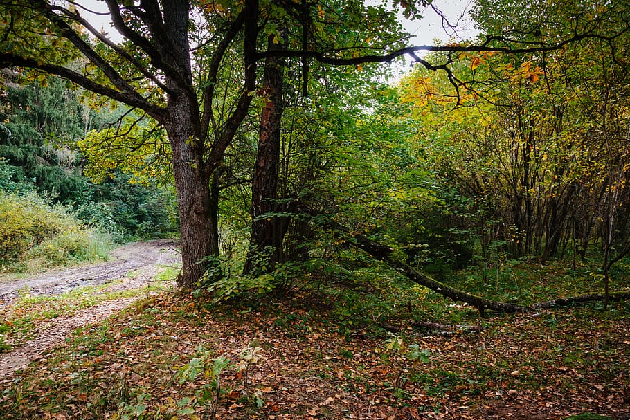 forest, tree, autumn, landscape, cloudy, leaf, plant, beauty in nature HD wallpaper