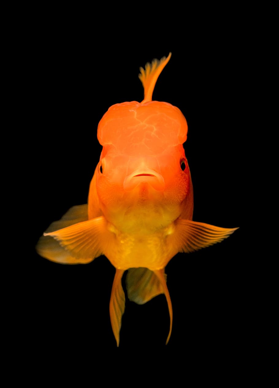 Oranda goldfish 1080P, 2K, 4K, 5K HD wallpapers free download | Wallpaper  Flare