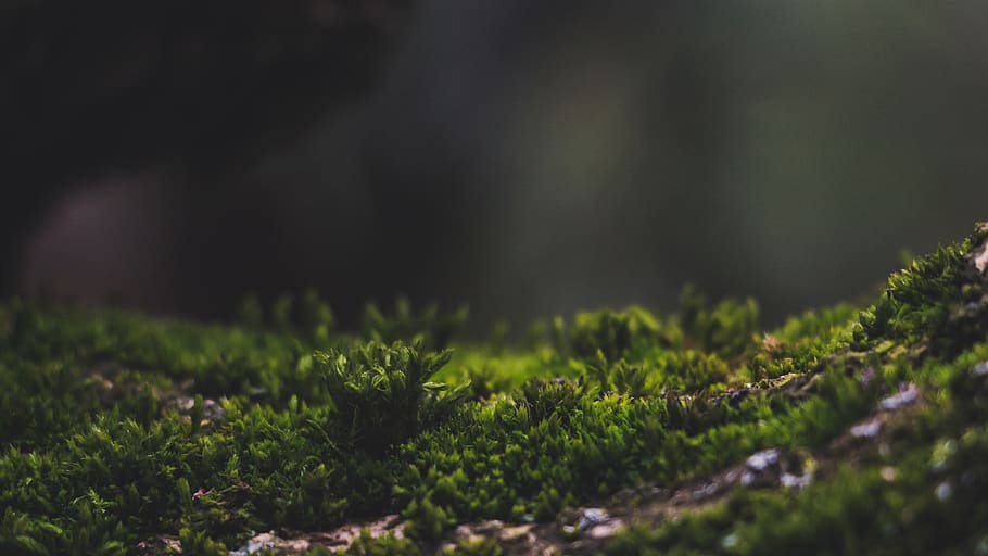 Close-up Photo of Grass, blur, environment, focus, garden, growth HD wallpaper