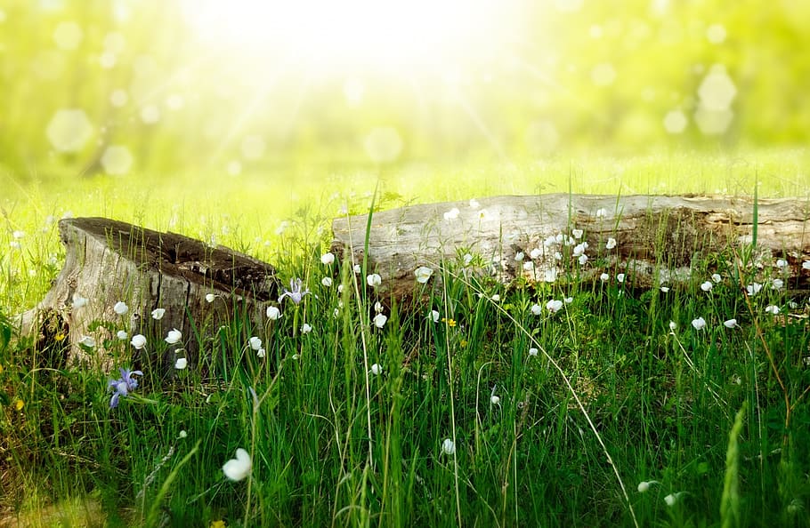 Green Grasses With White Flowers, background, beam, beautiful HD wallpaper